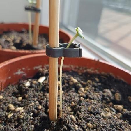 First Grow 2026