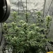 RQS Cosmic Cheddar