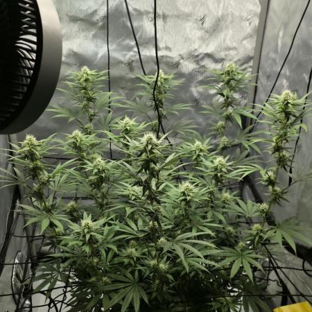 RQS Cosmic Cheddar