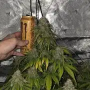 RQS milkyway f1 hybrid / autopot