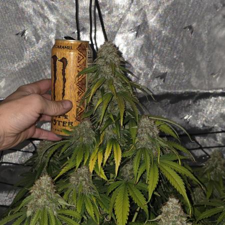 RQS milkyway f1 hybrid / autopot
