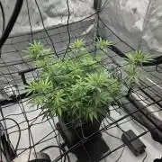 RQS Cosmic Cheddar