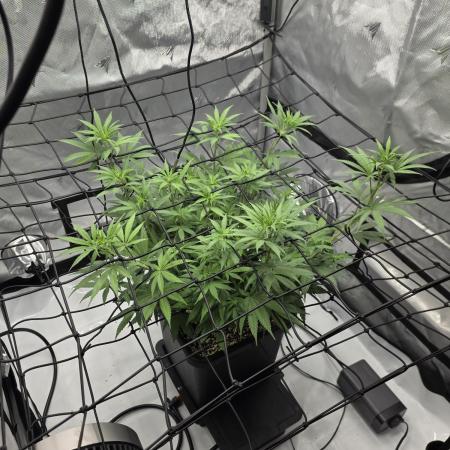RQS Cosmic Cheddar