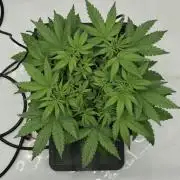 RQS Cosmic Cheddar