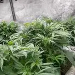 Critical