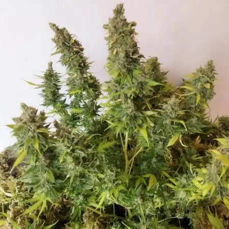 Critical