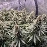 1. pokus - Legendary OG punch a spol