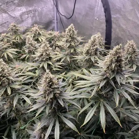 1. pokus - Legendary OG punch a spol
