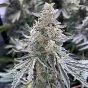 👑👑👑🦍🦍🦍