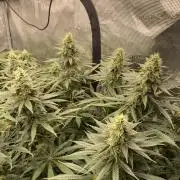 1. pokus - Legendary OG punch a spol