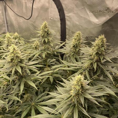 1. pokus - Legendary OG punch a spol