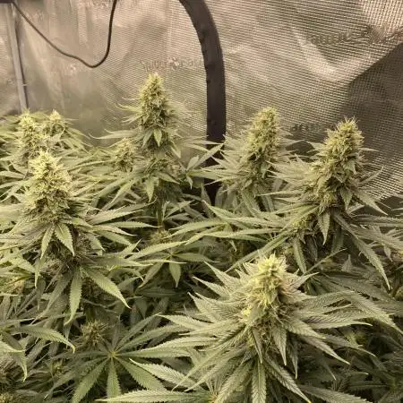 1. pokus - Legendary OG punch a spol
