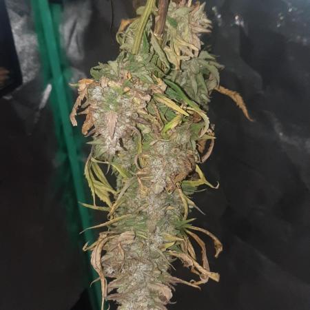 Fast buds purple lemonade auto