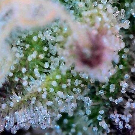 Fast buds purple lemonade auto