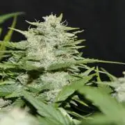 Sour Diesel Auto