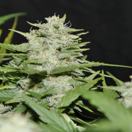 Sour Diesel Auto