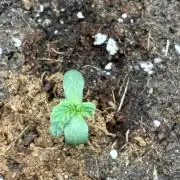 2nd grow epsilon f1
