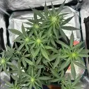 2nd grow epsilon f1