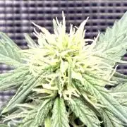2nd grow epsilon f1