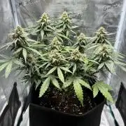 2nd grow epsilon f1