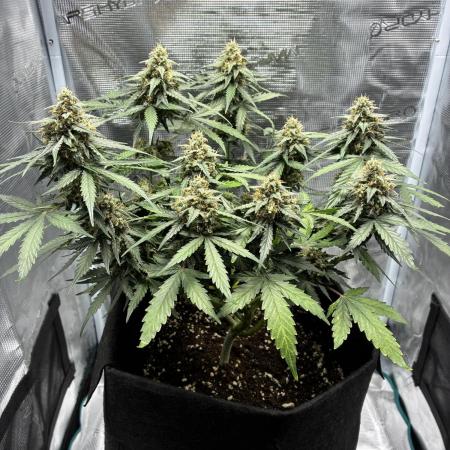 2nd grow epsilon f1