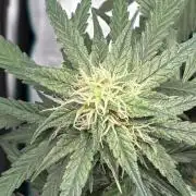 2nd grow epsilon f1