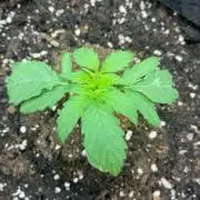 2nd grow epsilon f1