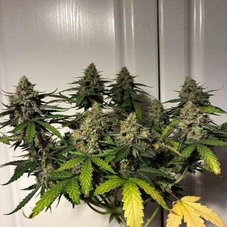 2nd grow epsilon f1