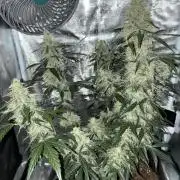 First ever grow Pineapple Express