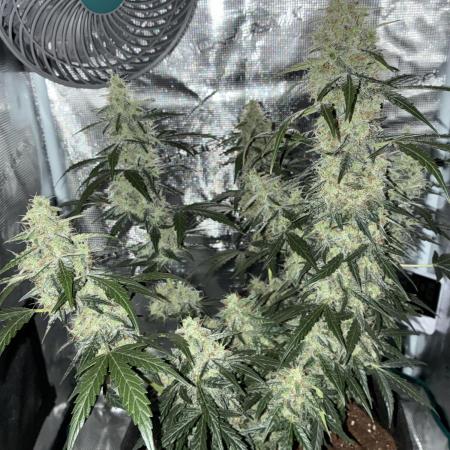 First ever grow Pineapple Express