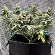 2nd grow epsilon f1