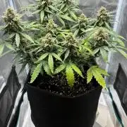 2nd grow epsilon f1