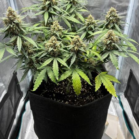 2nd grow epsilon f1
