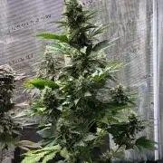 Og kush