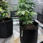 Og kush