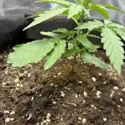 2nd grow epsilon f1