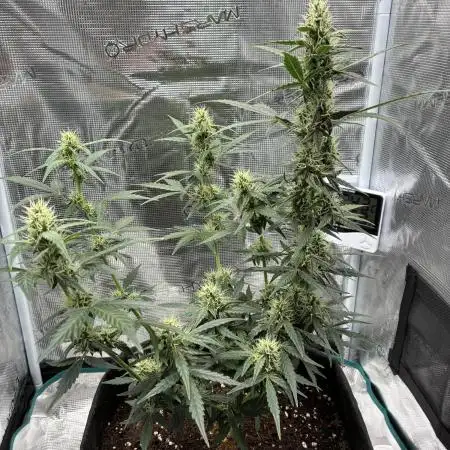 First ever grow Pineapple Express