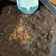 Epsilon f1 2nd round