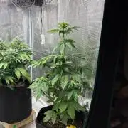 Og kush