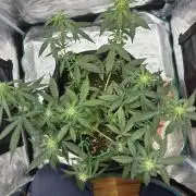 2nd grow epsilon f1