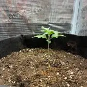 Og kush