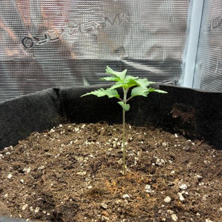 Og kush