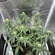 2nd grow epsilon f1