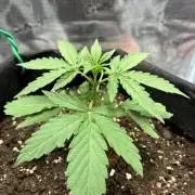 2nd grow epsilon f1