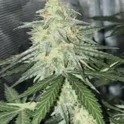 2nd grow epsilon f1