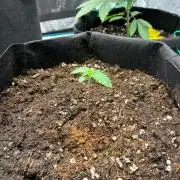 Og kush