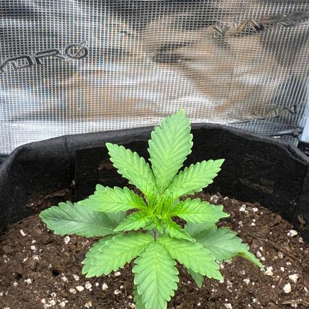 Og kush
