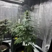 Og kush
