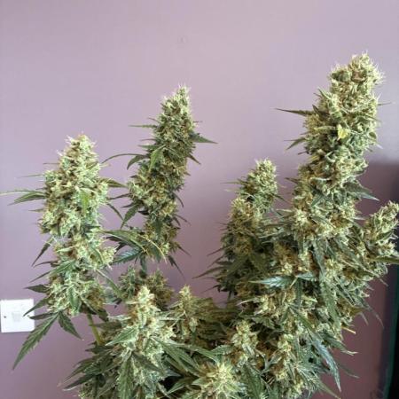 First ever grow Pineapple Express
