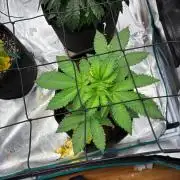 Og kush